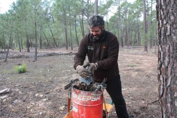 La campaña de la resina termina en Bezas con 2,5 kilos por pino