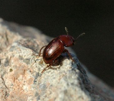 De trufas e insectos