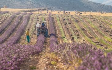 Cultivos de cereales alternativos y de plantas aromáticas, en la presentación de resultados de proyectos FITE del CITA