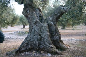 Los olivos milenarios del Sénia, una de las tres perlas de la agricultura española que son patrimonio mundial