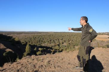 El sabinar de Olalla, un ejemplo de bosque de ‘intervención humana’