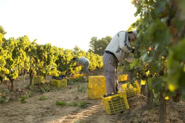 La IGP Vino Bajo Aragón inicia en 2019 el camino para transformarse en D.O.P