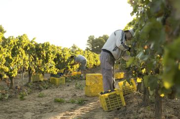 La IGP Vino Bajo Aragón inicia en 2019 el camino para transformarse en Denominación de Origen