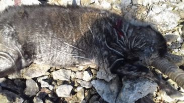 Aumentan los casos de sarna en cabra en el Matarraña, pero su expansión sigue contenida