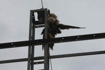 Alertan del peligro de electrocución de aves en la línea entre el embalse de Calanda y la térmica de Andorra