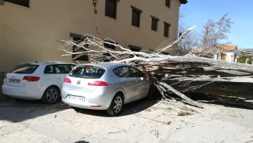 Dos coches dañados y una casa afectada por la caída de un árbol en Rubielos de Mora