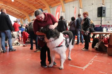 Unos cien animales participan en Teruel en una exposición sobre el perro Mastín del Pirineo