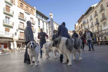 El Club Mastín del Pirineo de España se despide de los turolenses