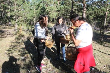Villarroya de los Pinares contará con una nave para tratar y comercializar hongos