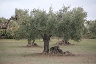 La Confederación Hidrográfica del Ebro plantea reconvertir en regadío los leñosos y crear en el Bajo Aragón 3.000 empleos