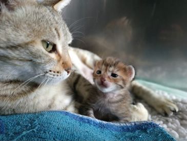 La madre gata que demostró un amor salvaje y valiente