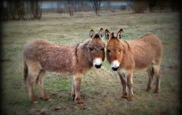 Burros, grandes maestros que nos muestran a nosotros mismos