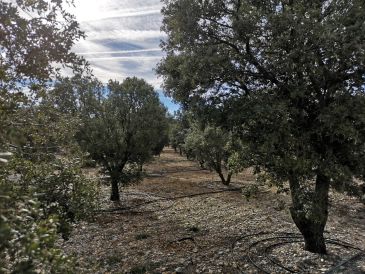 El Gobierno de Aragón inicia los trámites de las expropiaciones para el regadío de carrascas en Sarrión