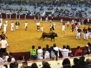 Dos heridos por asta de toro en los ensogados de la madrugada, incidencias más importantes de lo que va de Vaquilla