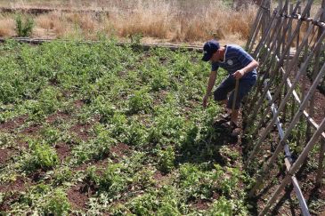 Sarrión: daños en 150 vehículos y huertos destrozados tras la tormenta de granizo