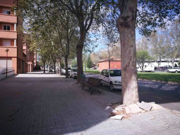 La asociación Acacia pide una ordenanza de zonas verdes para regularizar la tala de árboles