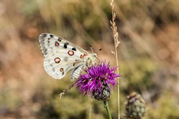 La campaña Mariposa Apolo recoge datos de esta especie amenazada