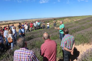 La lavanda se postula como una alternativa para los profesionales agrícolas de la provincia