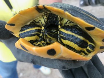 Los Amigos del Río de Alcañiz, preocupados por la presencia de galápagos invasores