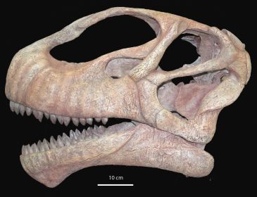 La Fundación Dinópolis avanzará en el estudio de los dientes, huesos y huellas de los dinosaurios turolenses, así como su evolución en el Jurásico y Cretácico