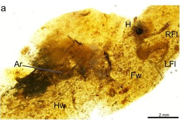 Hallan en Utrillas un insecto fosilizado con 105 millones de años de antigüedad