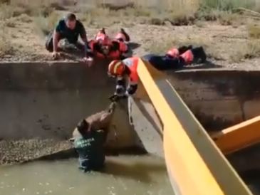 Bomberos de la DPT y la Guardia Civil restacan dos ejemplares de corzo en el canal de riego de Calanda