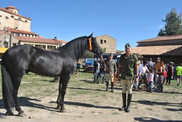 Rafael Ruiz Socolado, brigada del Centro de Cría Caballar de las Fuerzas Armadas en Zaragoza: “Todas las cabañas equinas importantes de España tienen genes de la yeguada militar”