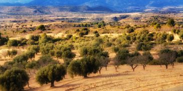 Bruselas propondrá el almacenamiento de aceite de oliva para ayudar a España por los bajos precios