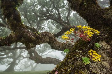 Los turolenses Carlos Pérez Naval y Uge Fuertes, Mención de Honor en el BBC Wildlife