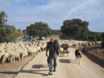 Diez pastores trashumantes de la Sierra de Albarracín recorren la vereda a pie hasta Andalucía