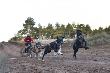 Cinco podios para los turolenses en el I Mushing Mudéjar