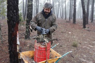 Termina la tercera y mejor campaña de resina en Bezas con 2,5 kilos por pino