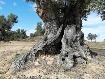 El proyecto para catalogar las oliveras centenarias arrancará el año que viene