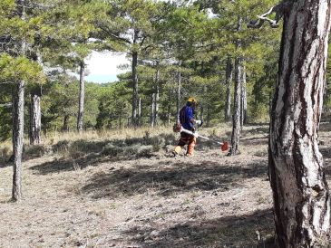 Teruel tiene 60 fuentes semilleras autorizadas para la plantación de diversas especies