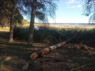 Los pinos de La Estanca de Alcañiz se mueren por exceso de humedad