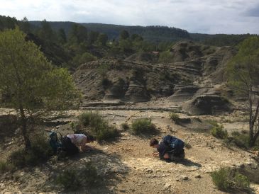 Fuentes de Rubielos preservaba fósiles de lirios de mar excepcionales para la ciencia