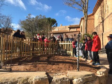 Los escolares de Camañas plantan un nuevo olmo en la plaza