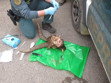 La Guardia Civil de Teruel sorprende a tres cazadores furtivos en la comarca de Gúdar-Javalambre