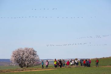 Las rutas para ver las grullas en la zona de Gallocanta concluyen con éxito