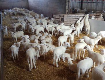 Javier Rubio, agricultor y ganadero de Ojos Negros: “Si queremos seguir teniendo alimentos de calidad, hay que apoyar al sector agrícola”