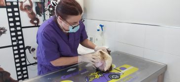 Los veterinarios turolenses velan por la sanidad animal y la seguridad alimentaria