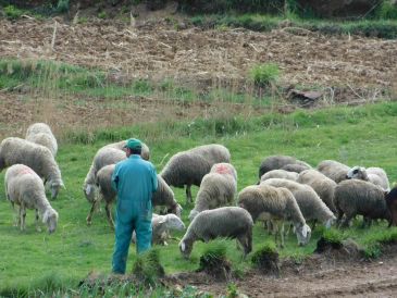 Los esquiladores uruguayos para el esquileo de ovejas en Teruel llegan este miércoles