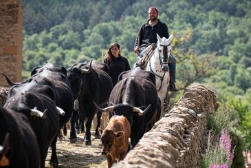 Ternera trashumante del campo a la mesa: la apuesta de dos ganaderos de Fortanete