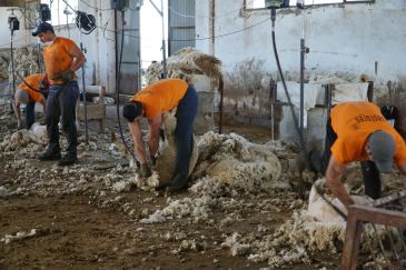 Los uruguayos del grupo Pastores inician hoy el esquileo de ovejas en la provincia