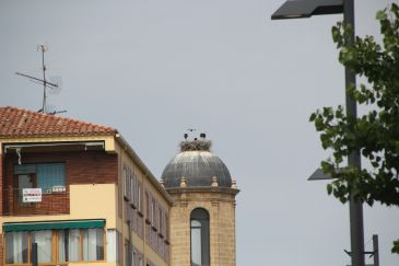 Las cigüeñas se adueñan de las alturas y colonizan la iglesia de Santa María