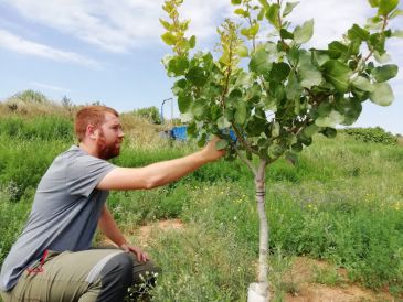 El pistacho se abre paso en el campo turolense