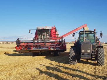 Los agricultores esperan un incremento del 25% en la cosecha de cereal