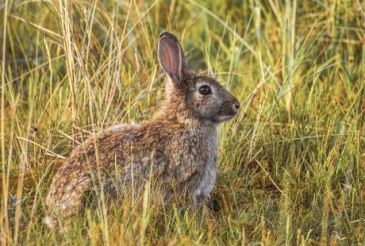 El Gobierno de Aragón afirma que el Plan General de Caza 2020-2021 asegura la sostenibilidad de las especies y favorece el control de los daños agrícolas