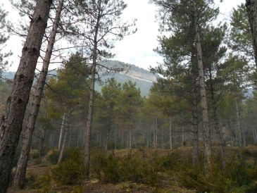 Agujama fomenta los baños de bosque en la montaña