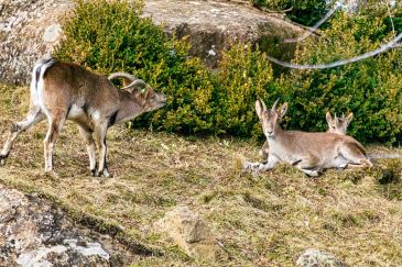 Aragón Natural, nuevo proyecto sobre la fauna y la flora aragonesa